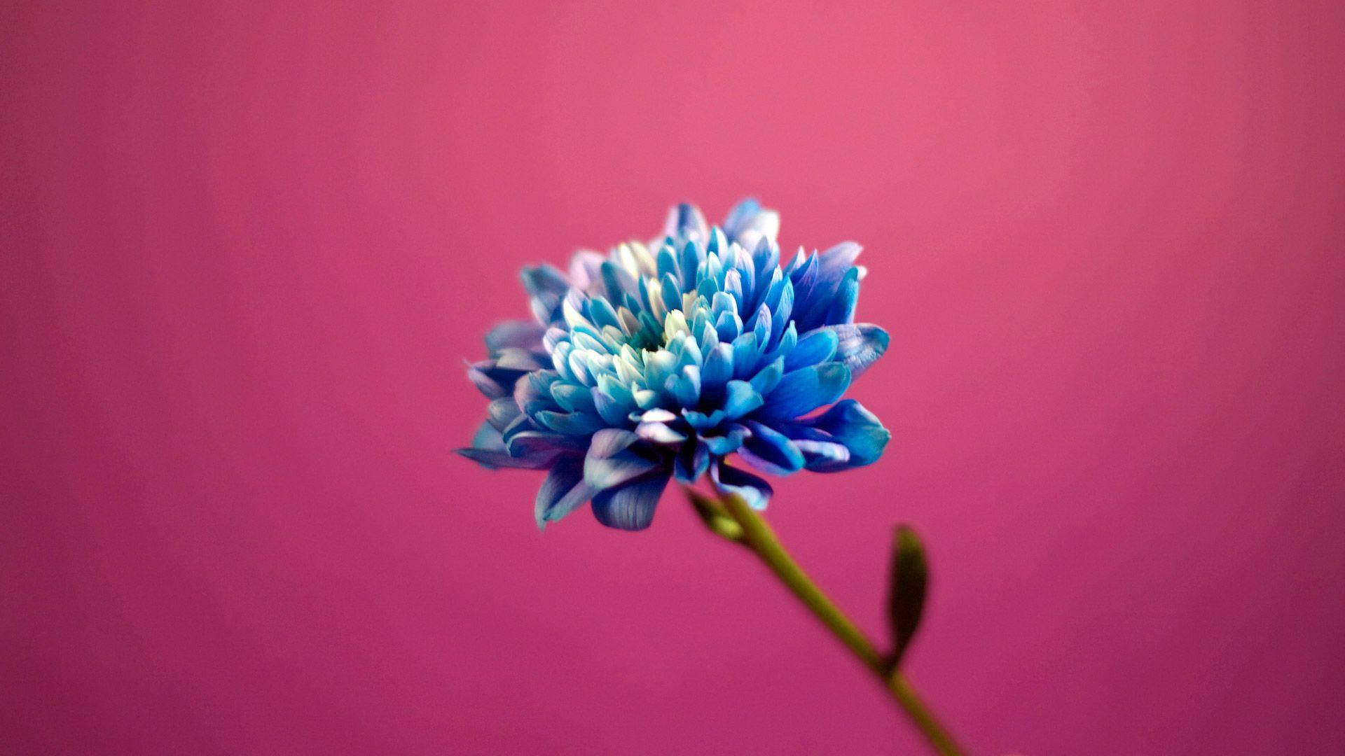 Blue Flower On Pink
