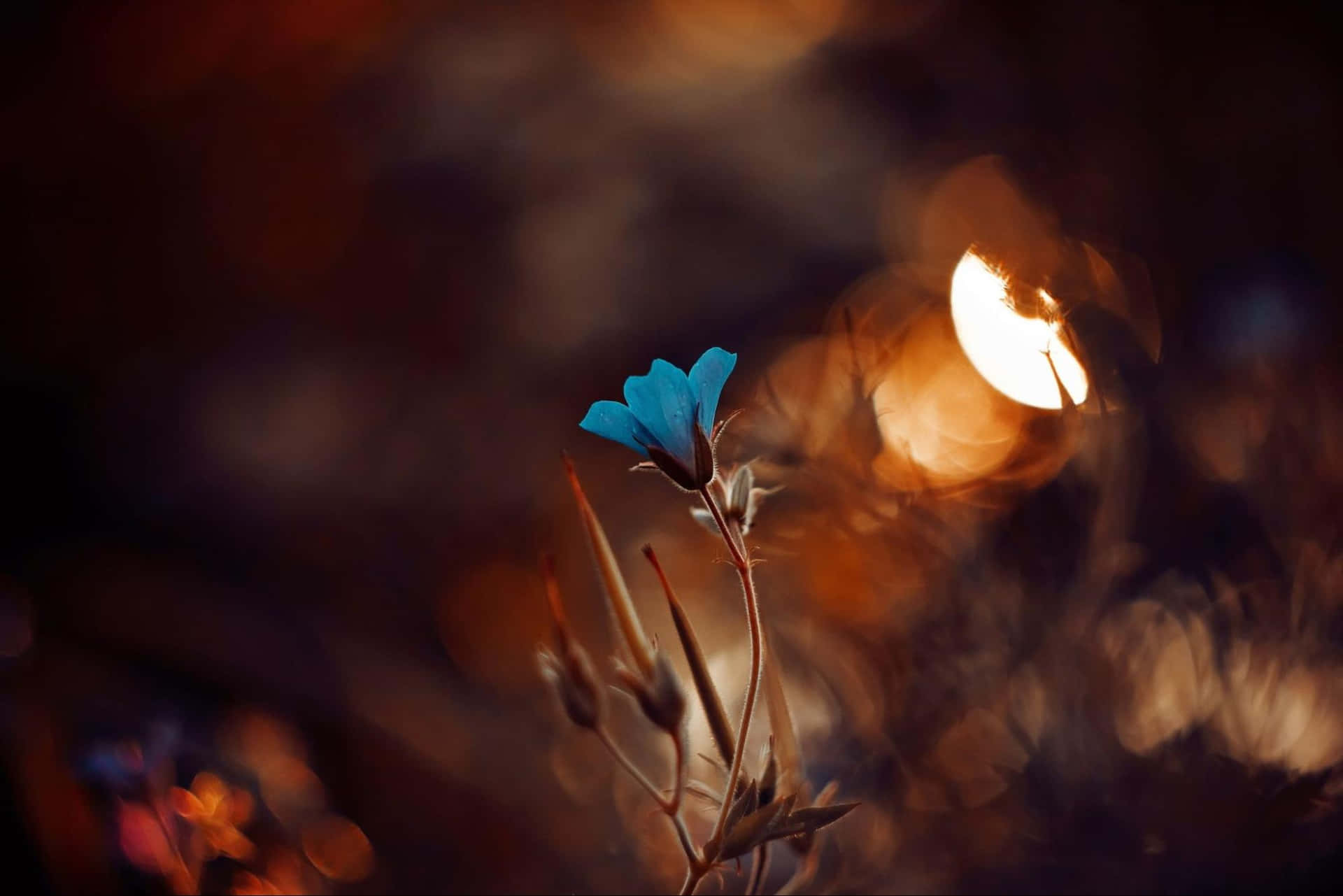 Blue Flower Shallow Photography Background