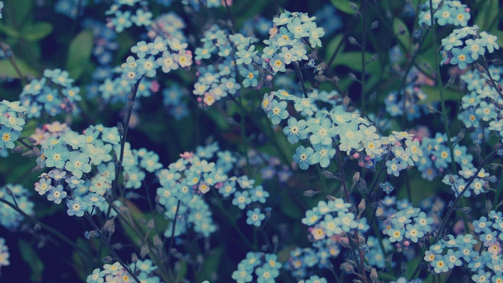 Blue Flowers Aesthetic View Background