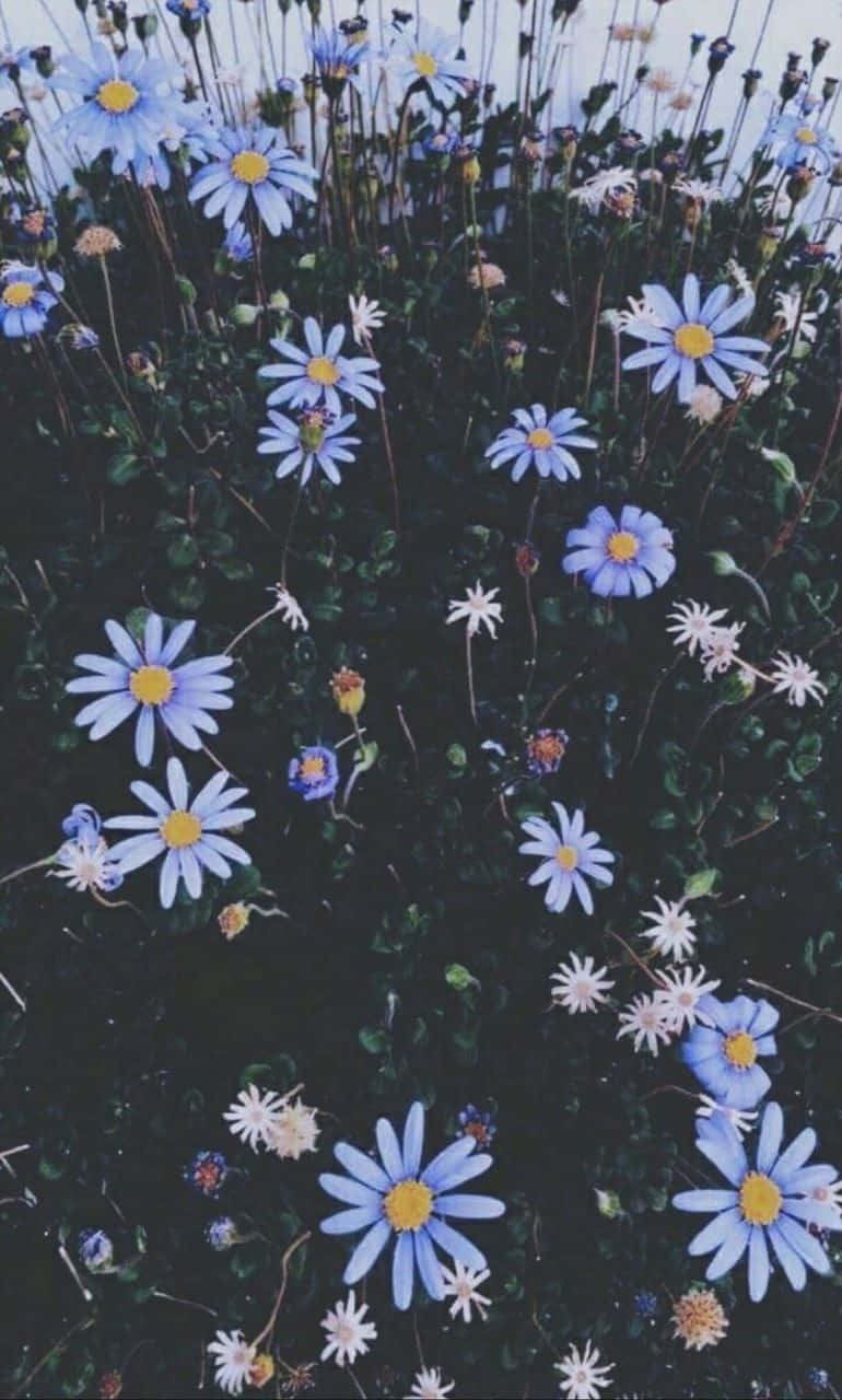 Blue Flowers And Daisies Aesthetic Background