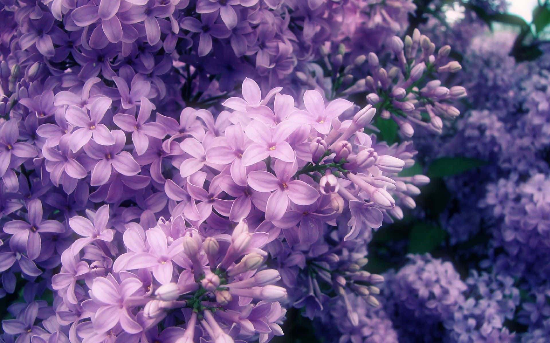 Blue Flowers Close Up Aesthetic Background