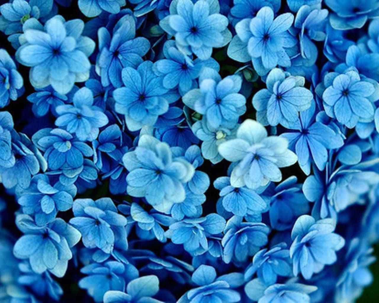 Blue Flowers Dark Aesthetic Background