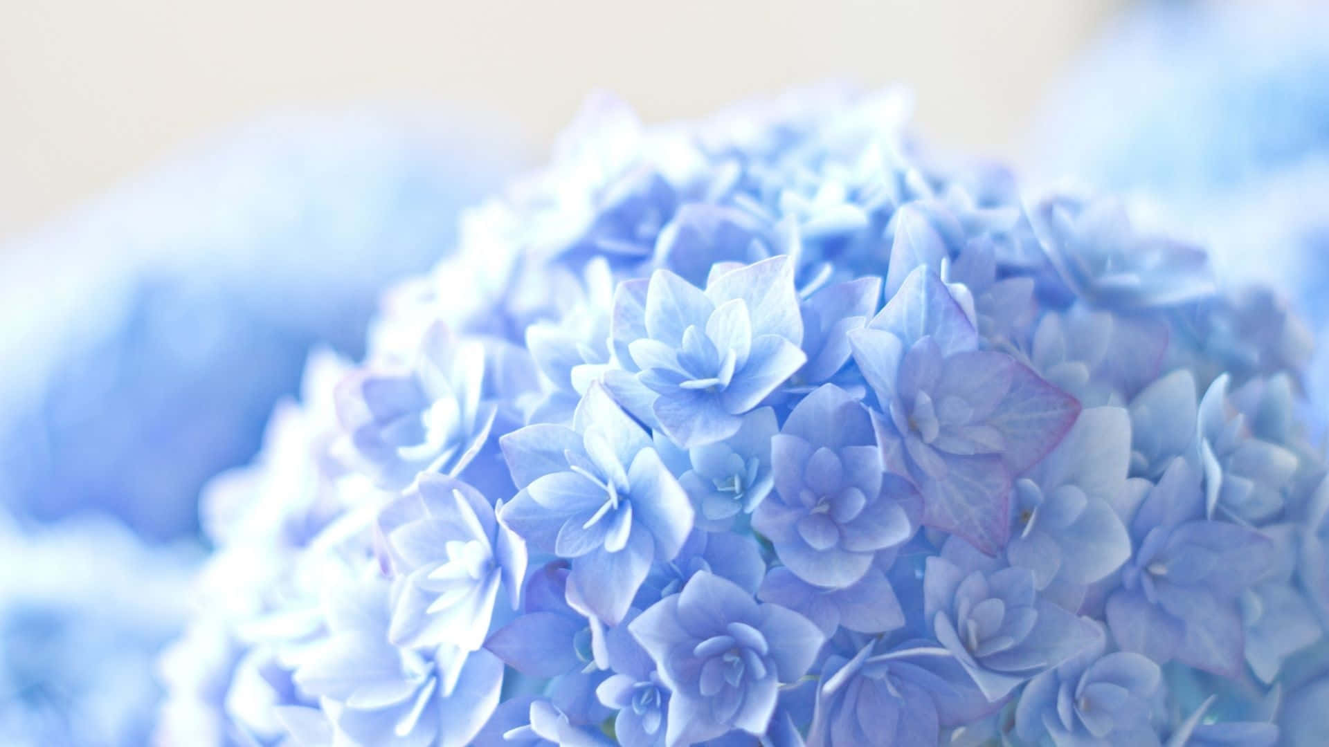 Blue Flowers Desktop French Hydrangea Background