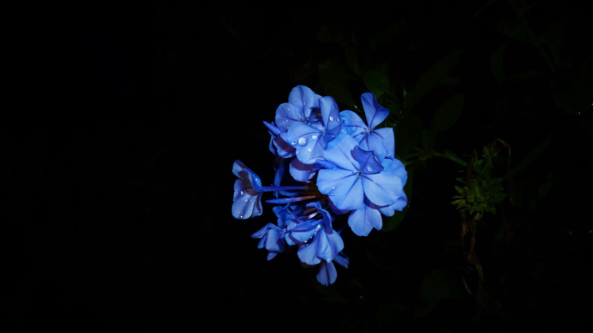 Blue Flowers Desktop Plumbago Auriculata Background