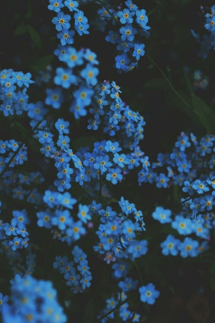 Blue Flowers In Dark Aesthetic Background