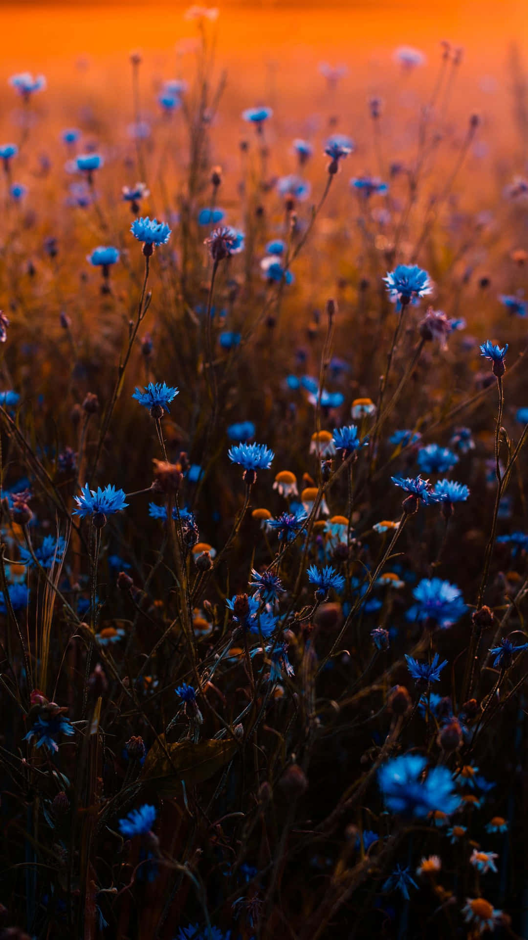 Blue Flowers In Field Aesthetic Background