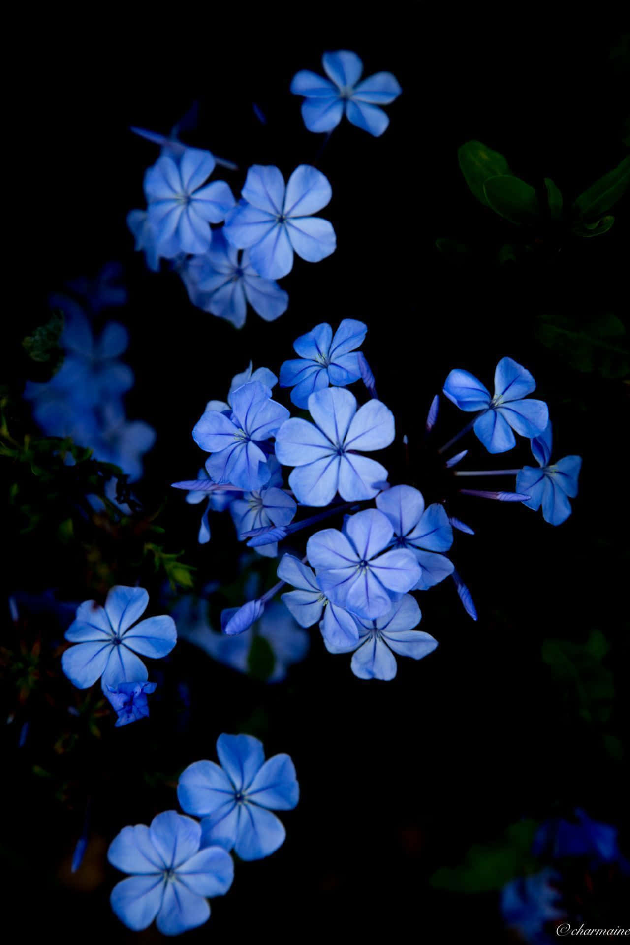 Blue Flowers In The Dark Background