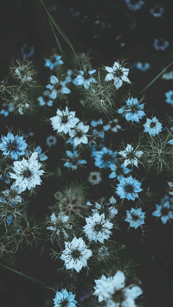 Blue Flowers In The Dark Background