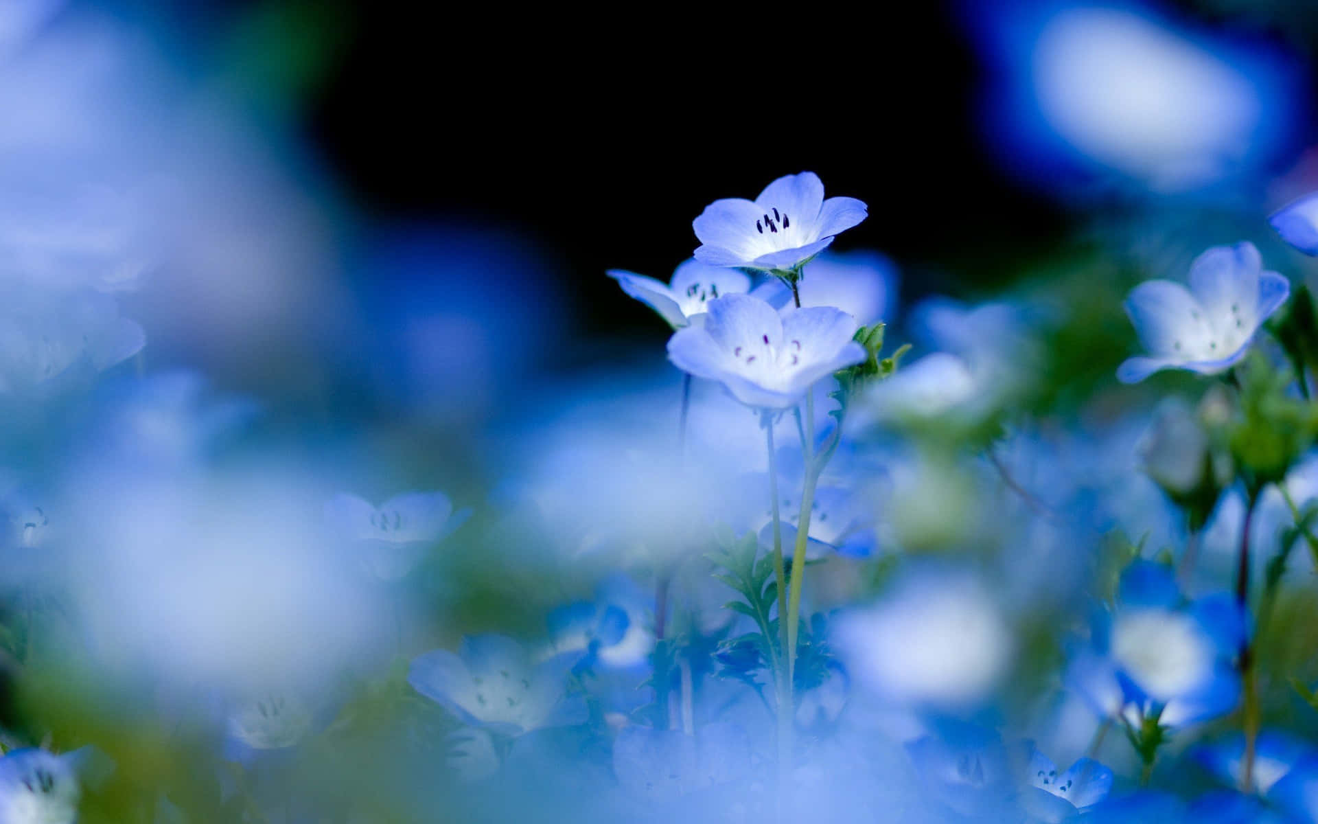 Blue Flowers In The Field With Dark Background Background