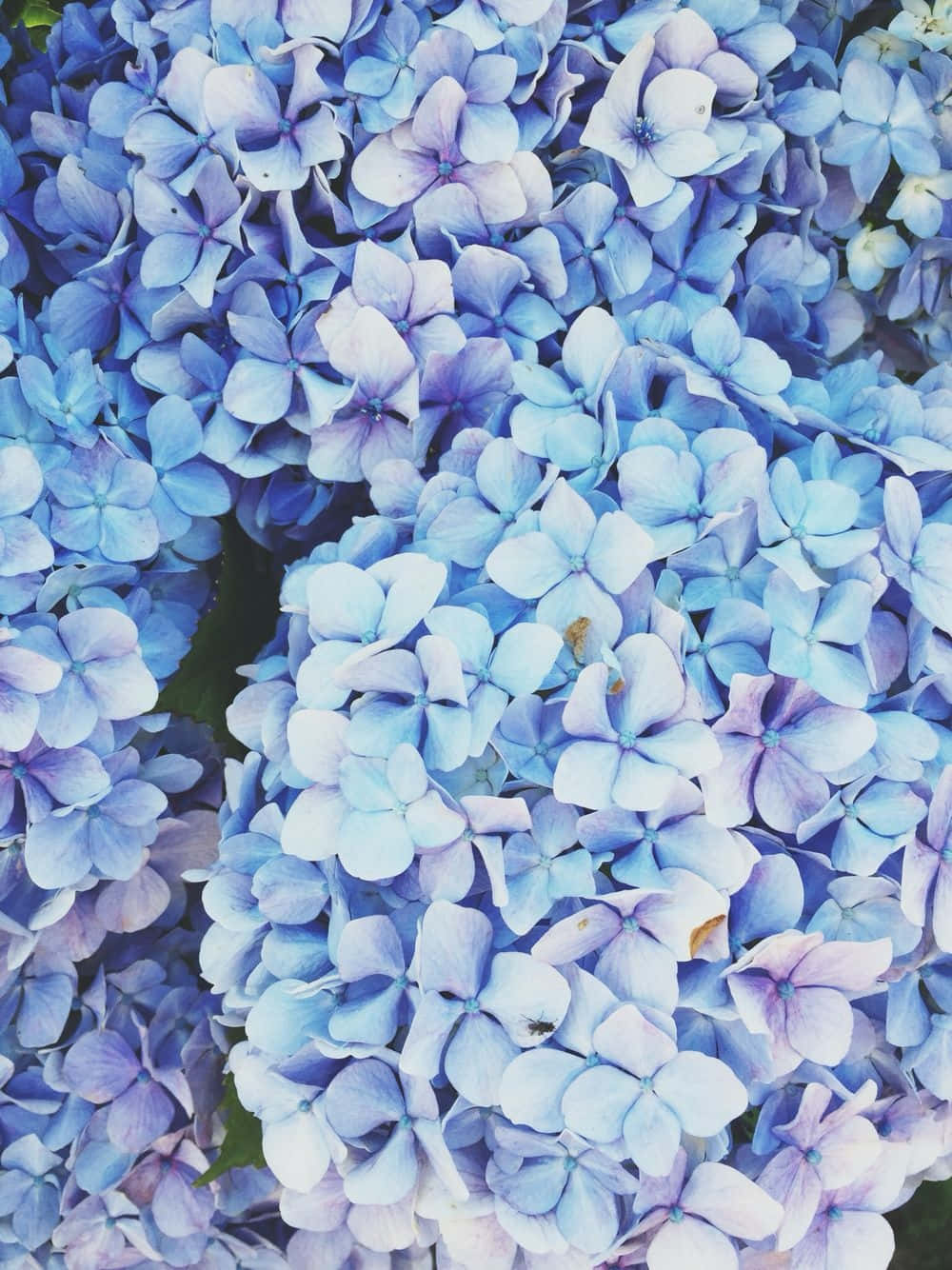 Blue Flowers Lumped Together Aesthetic Background