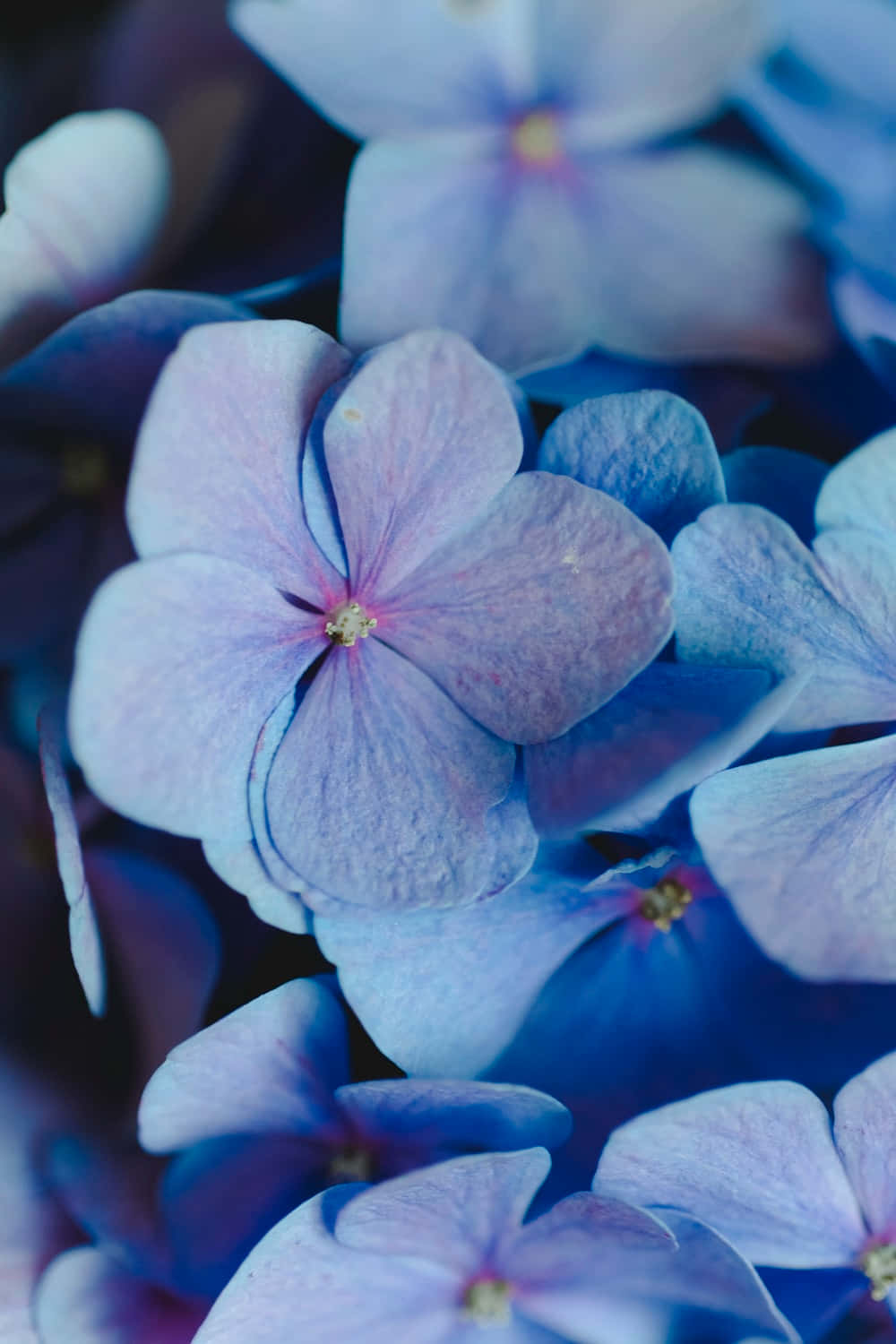 Blue Flowers Petals Aesthetic Background