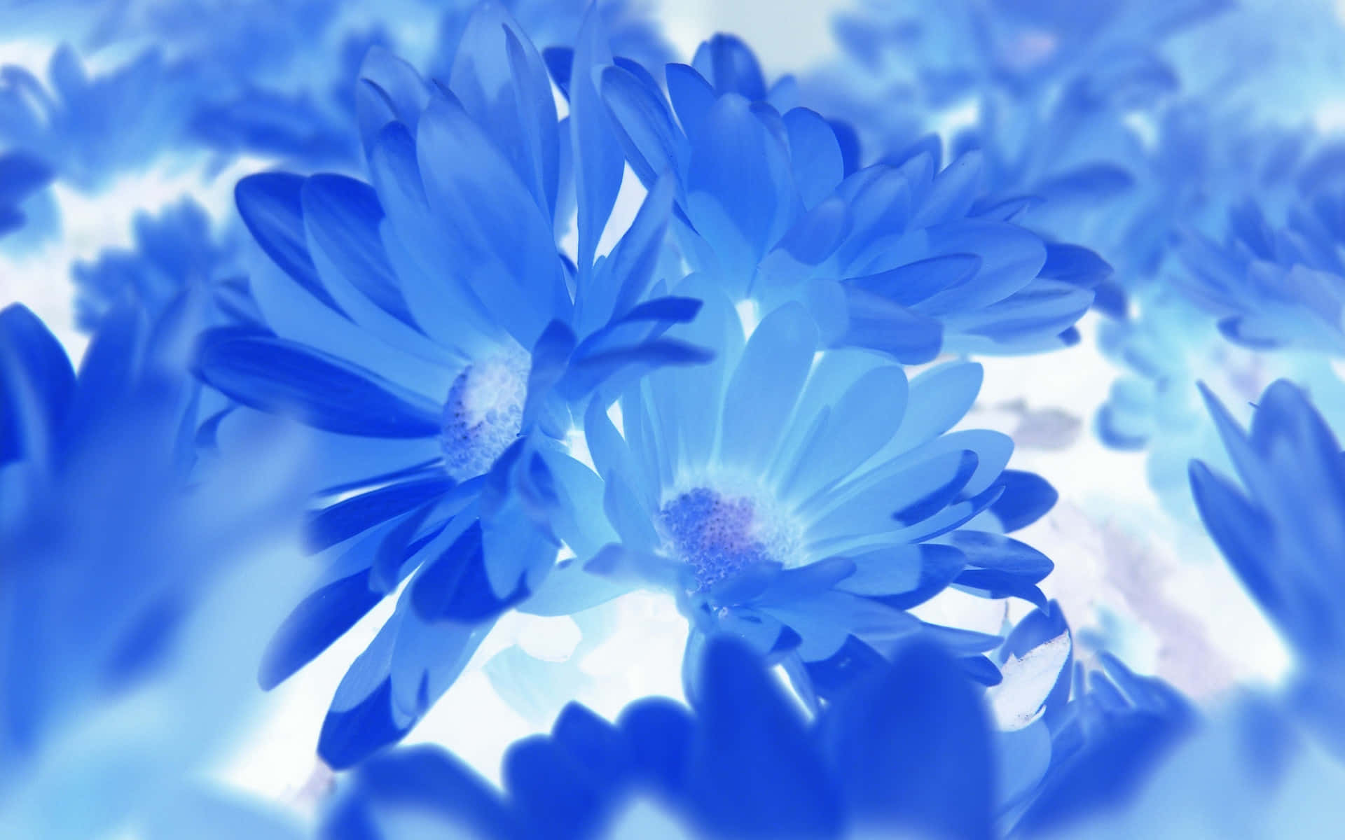 Blue Flowers Wallpapers Hd Background
