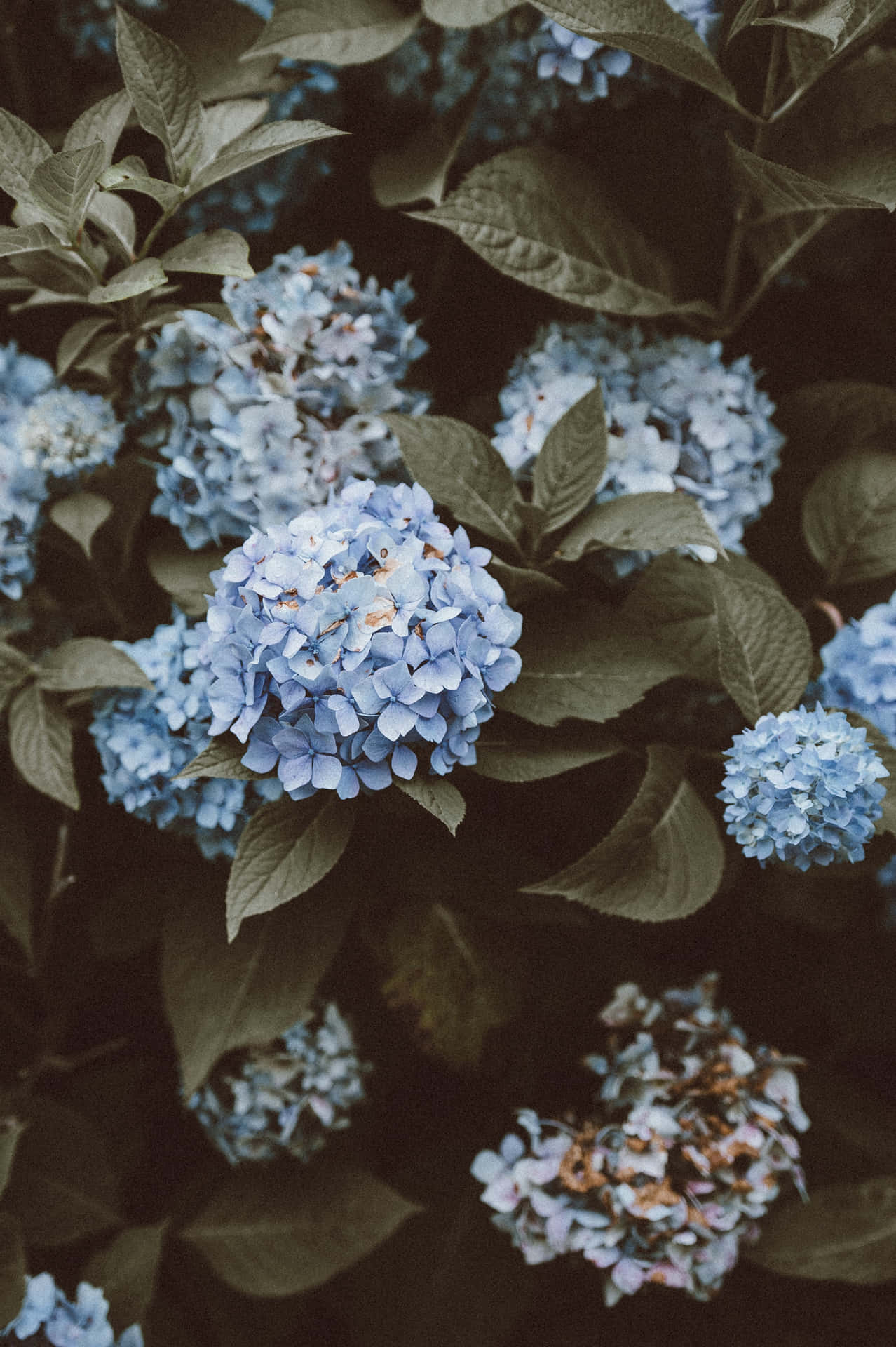 Blue Flowers With Leaves Aesthetic Background