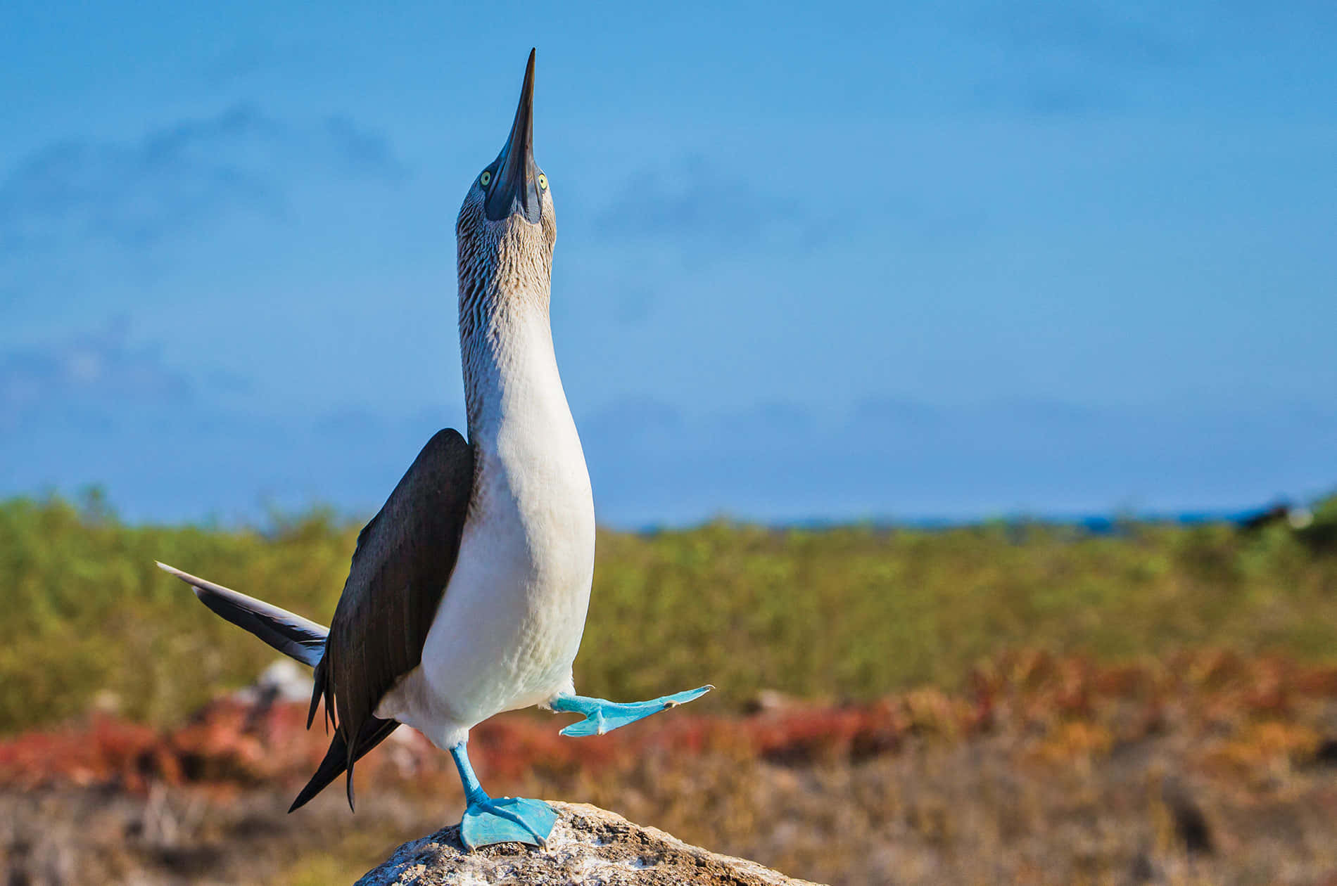 Blue Footed Booby Galapagos Islands Background