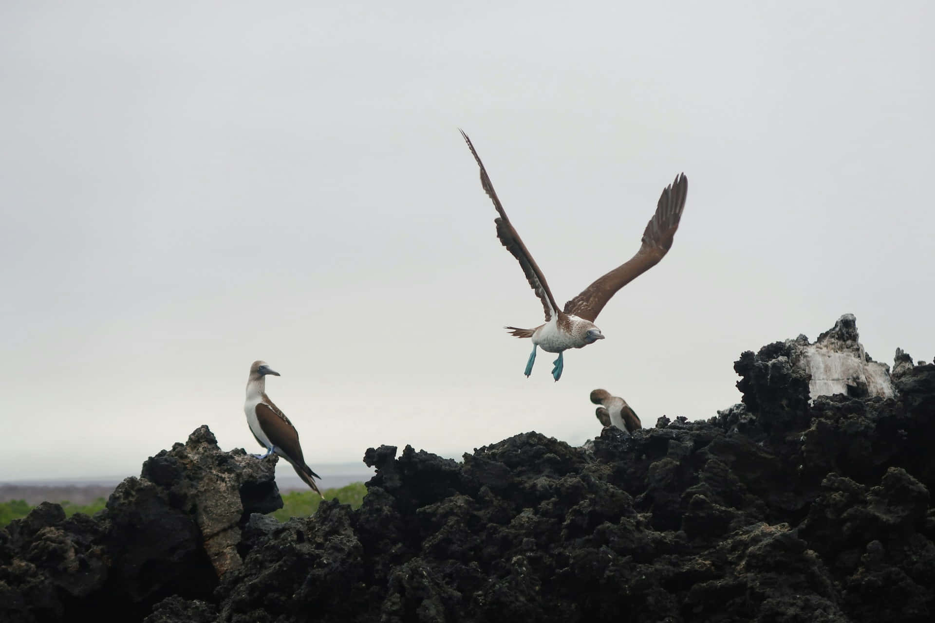 Blue Footed Booby In Flight Galapagos Background