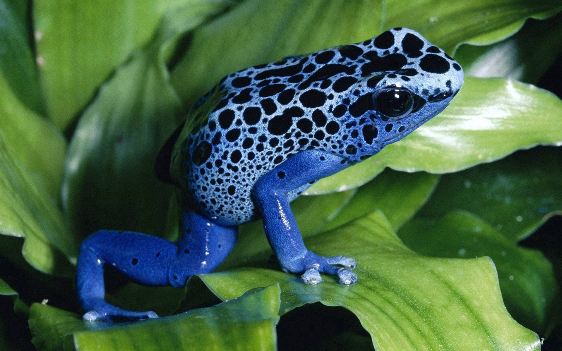 Blue Frog On Leaves Background