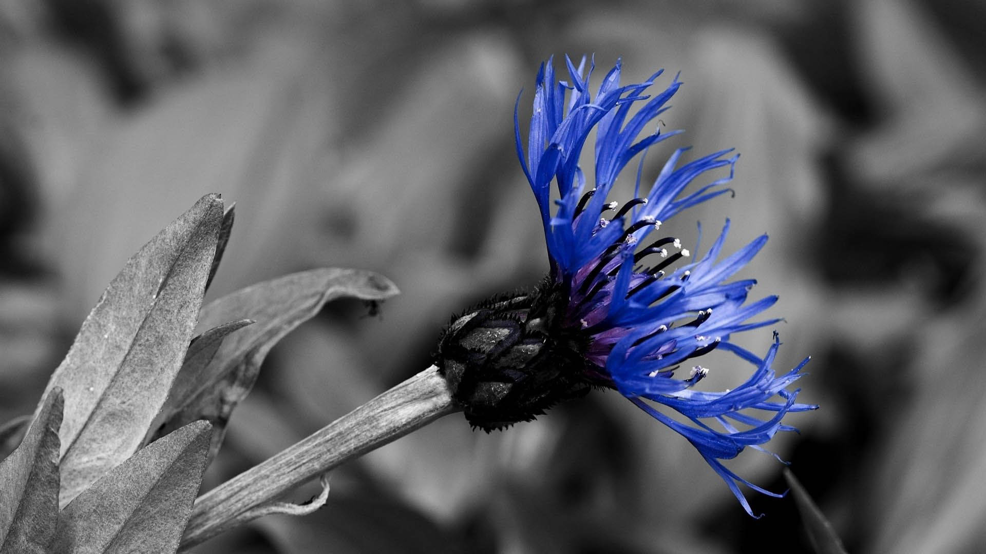 Blue Glowing Flower Background