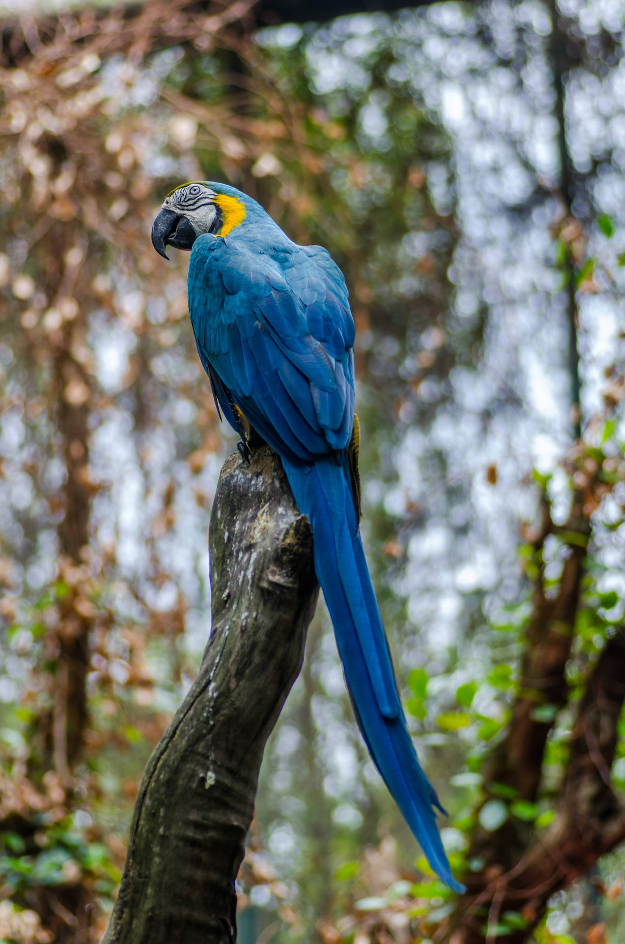 Blue Gold Macaw Profile Background