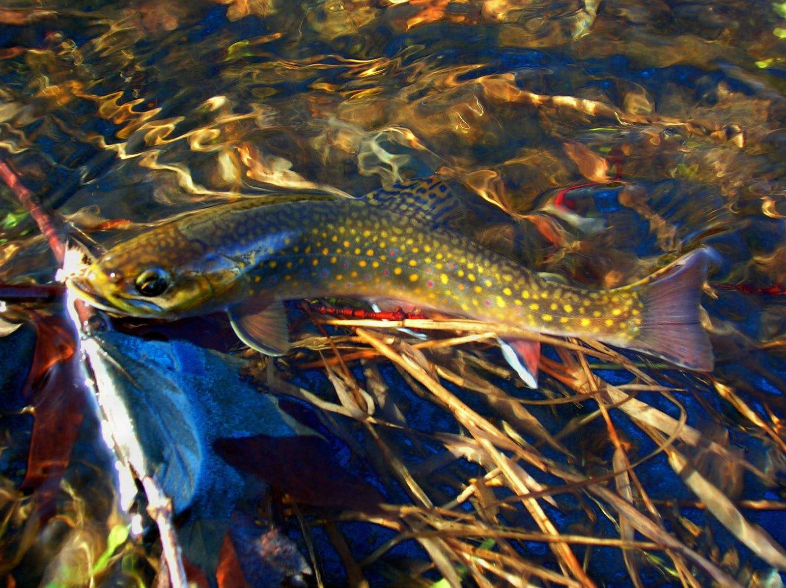 Blue Golden Trout