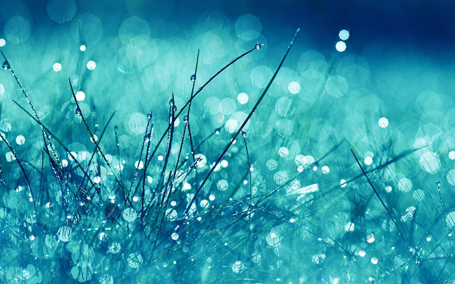 Blue Grass With Rain Drops On It Background
