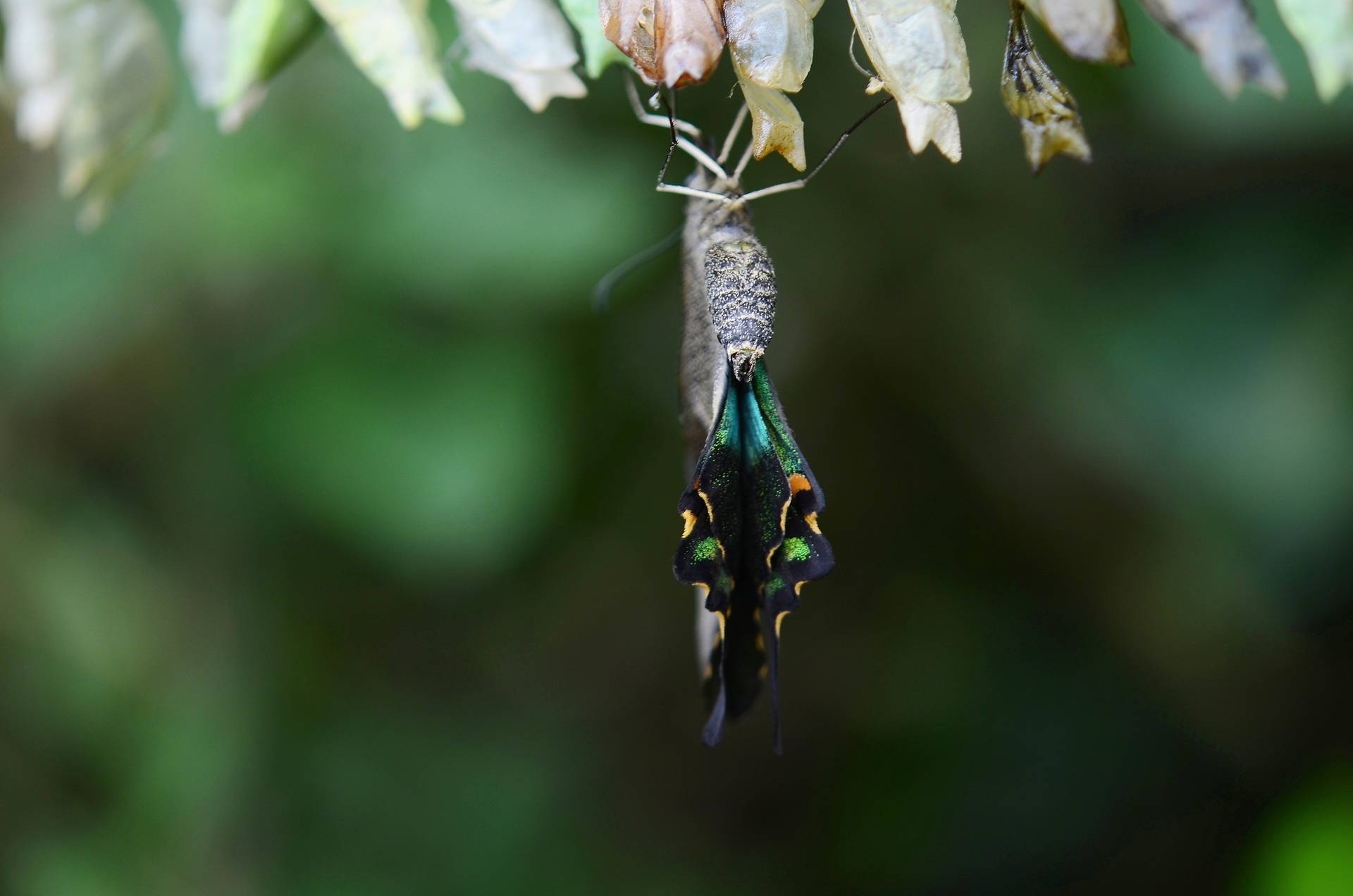 Blue Green Butterfly Cocoon