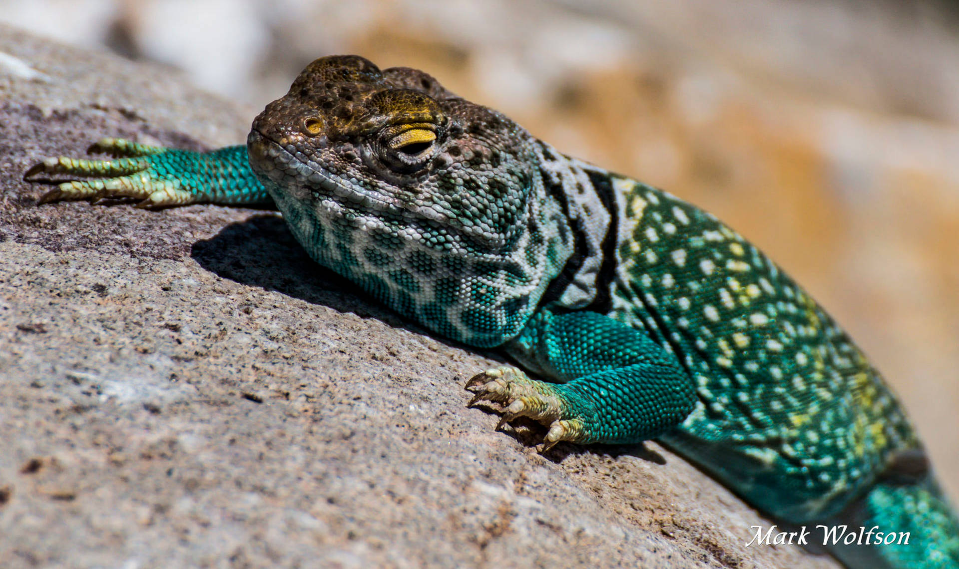 Blue Green Eastern Collared Lizard