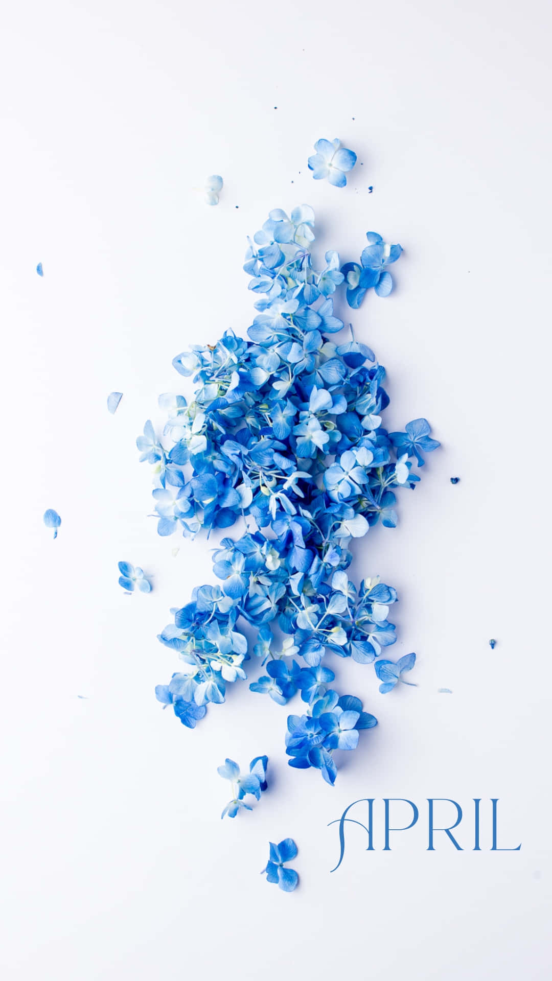 Blue Hydrangea April Floral Design Background