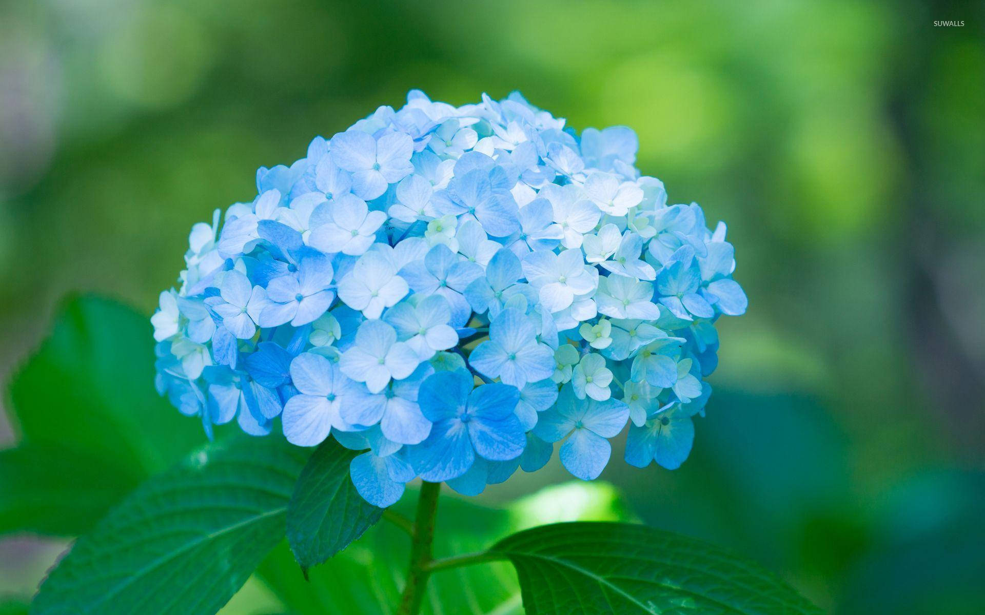 Blue Hydrangea Flower Close Up