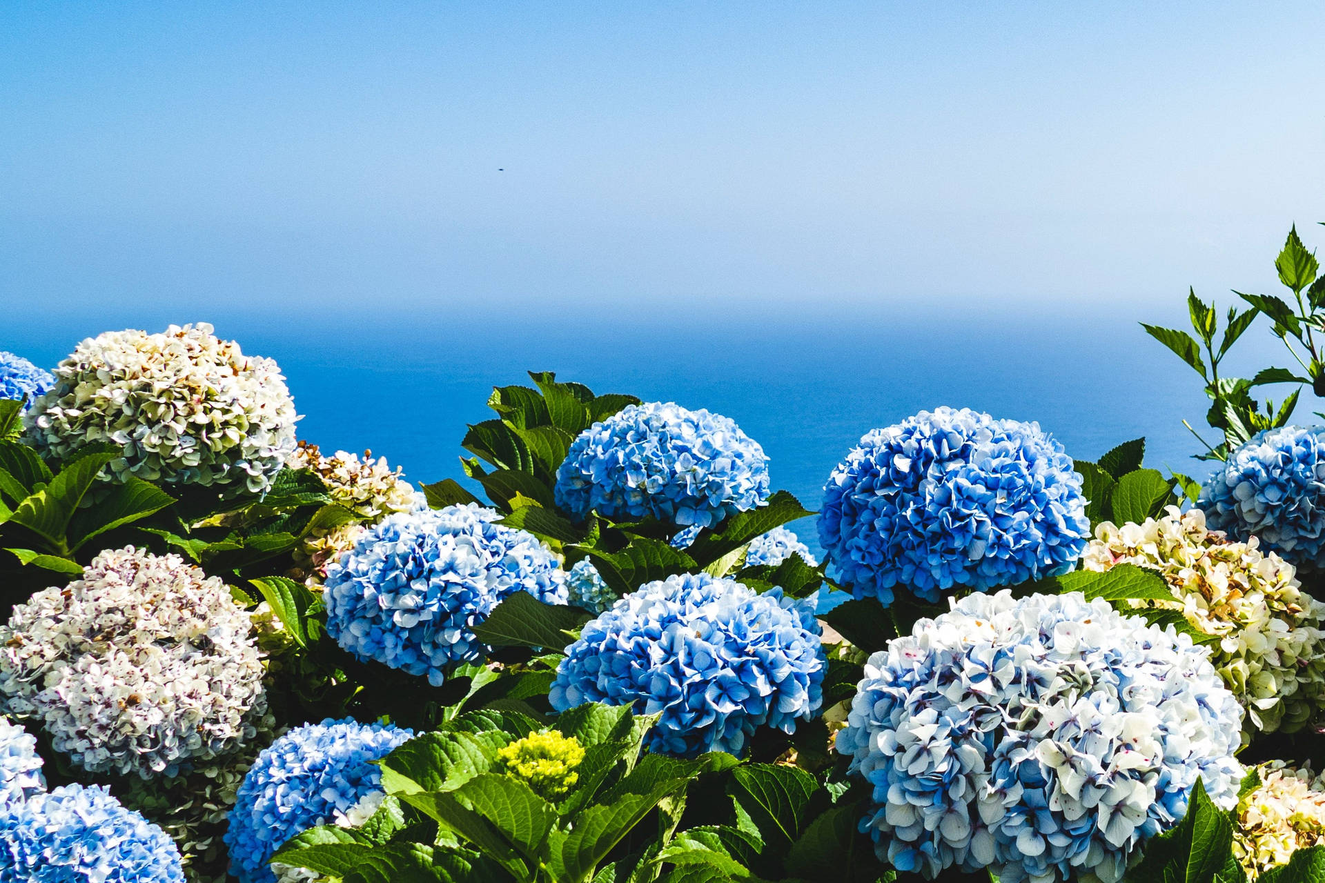 Blue Hydrangea Flowers Near The Sea