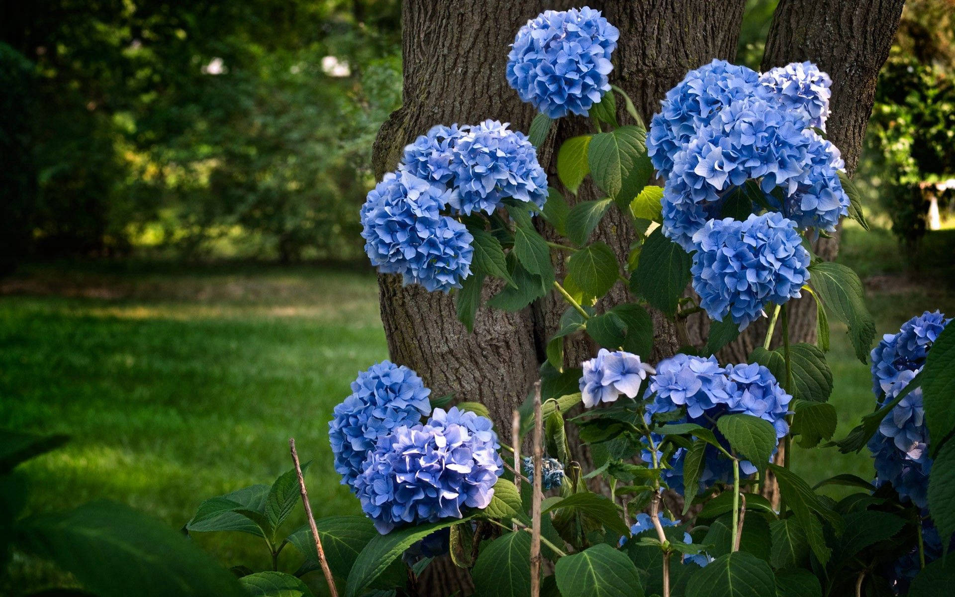 Blue Hydrangea Flowers Near Tree Background