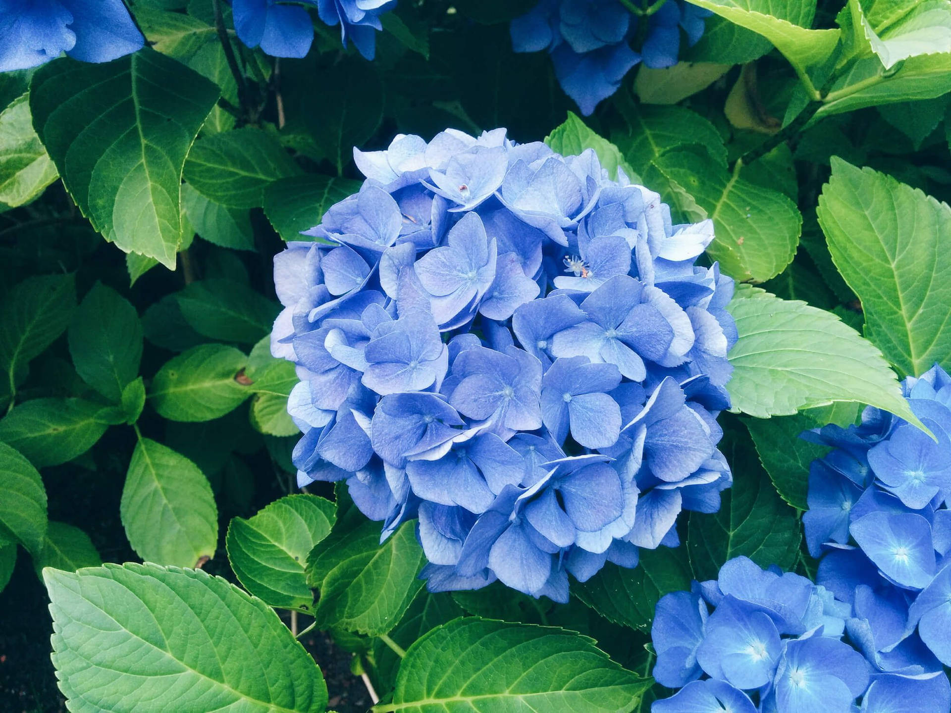 Blue Hydrangea Flowers Outdoors