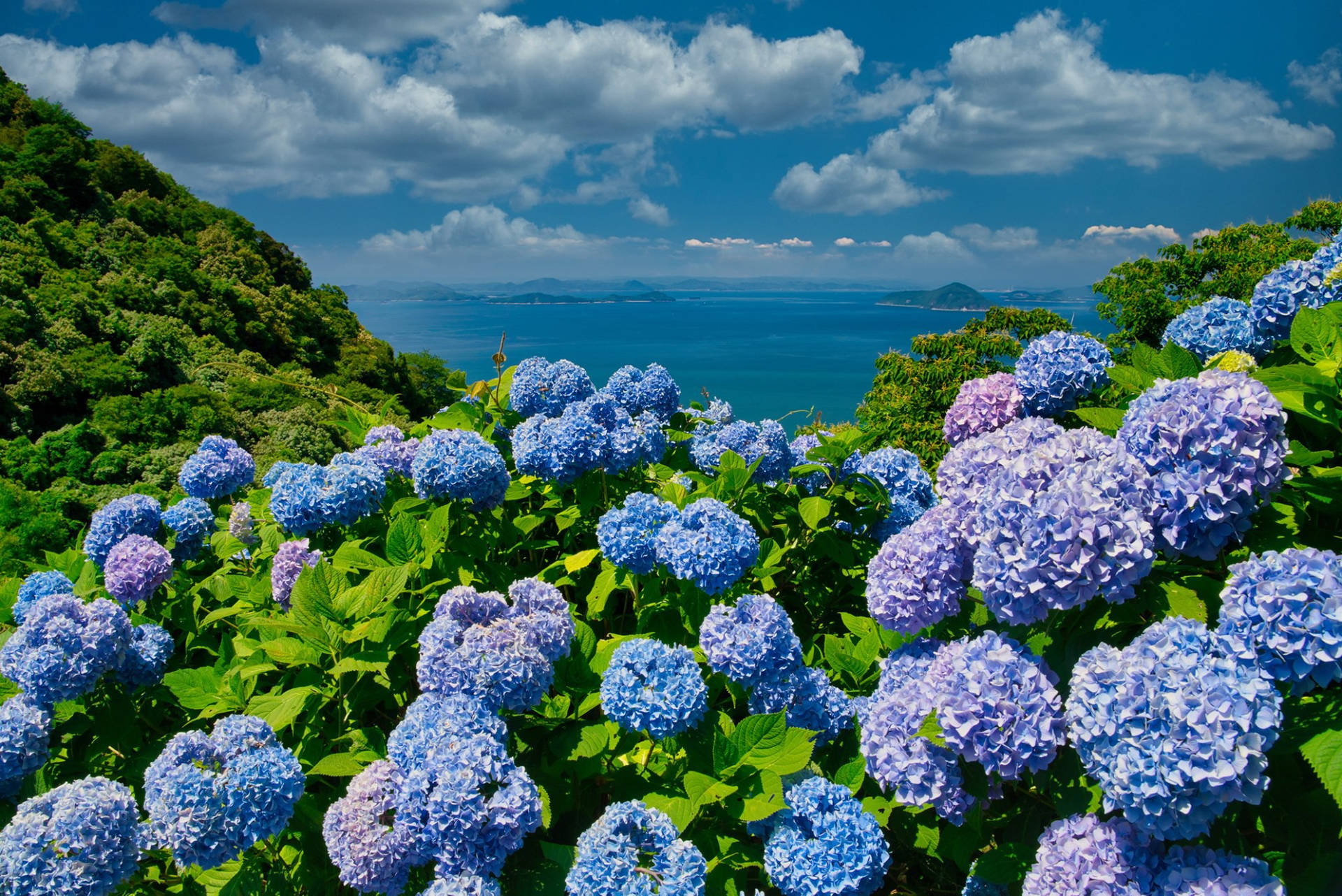 Blue Hydrangea Flowers Outdoors