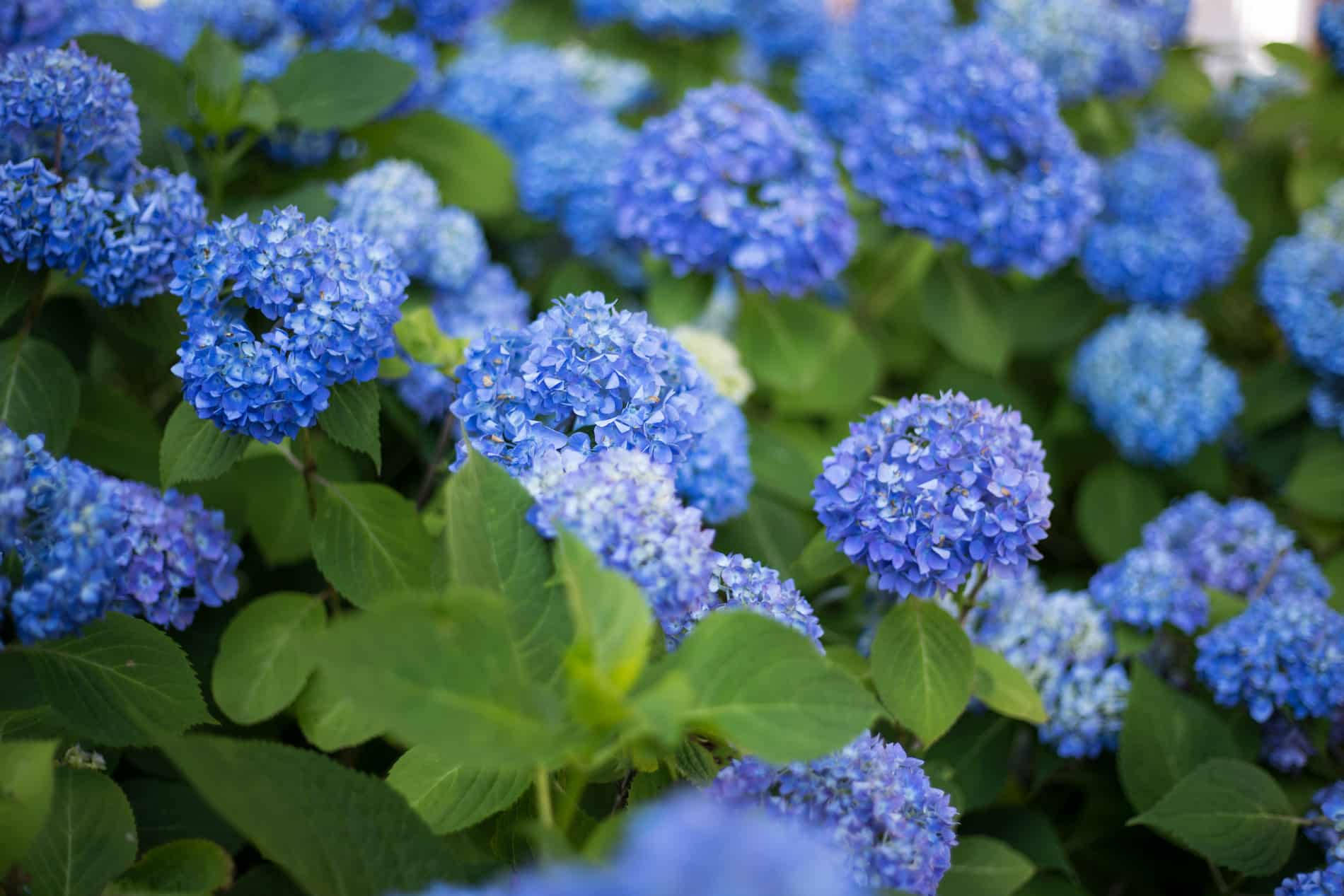 Blue Hydrangea Flowers Outdoors