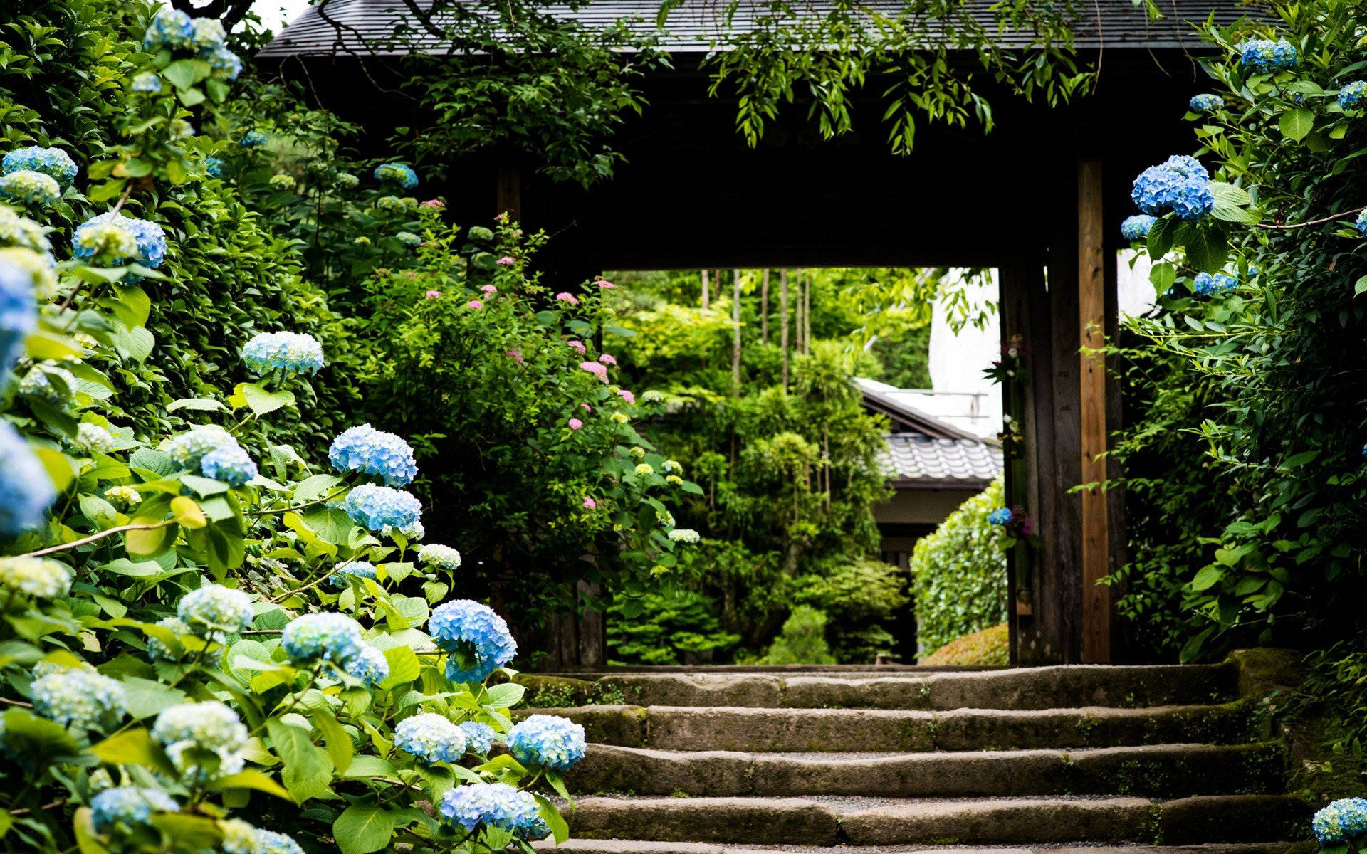 Blue Hydrangea Flowers Outside Entrance Doorway Background