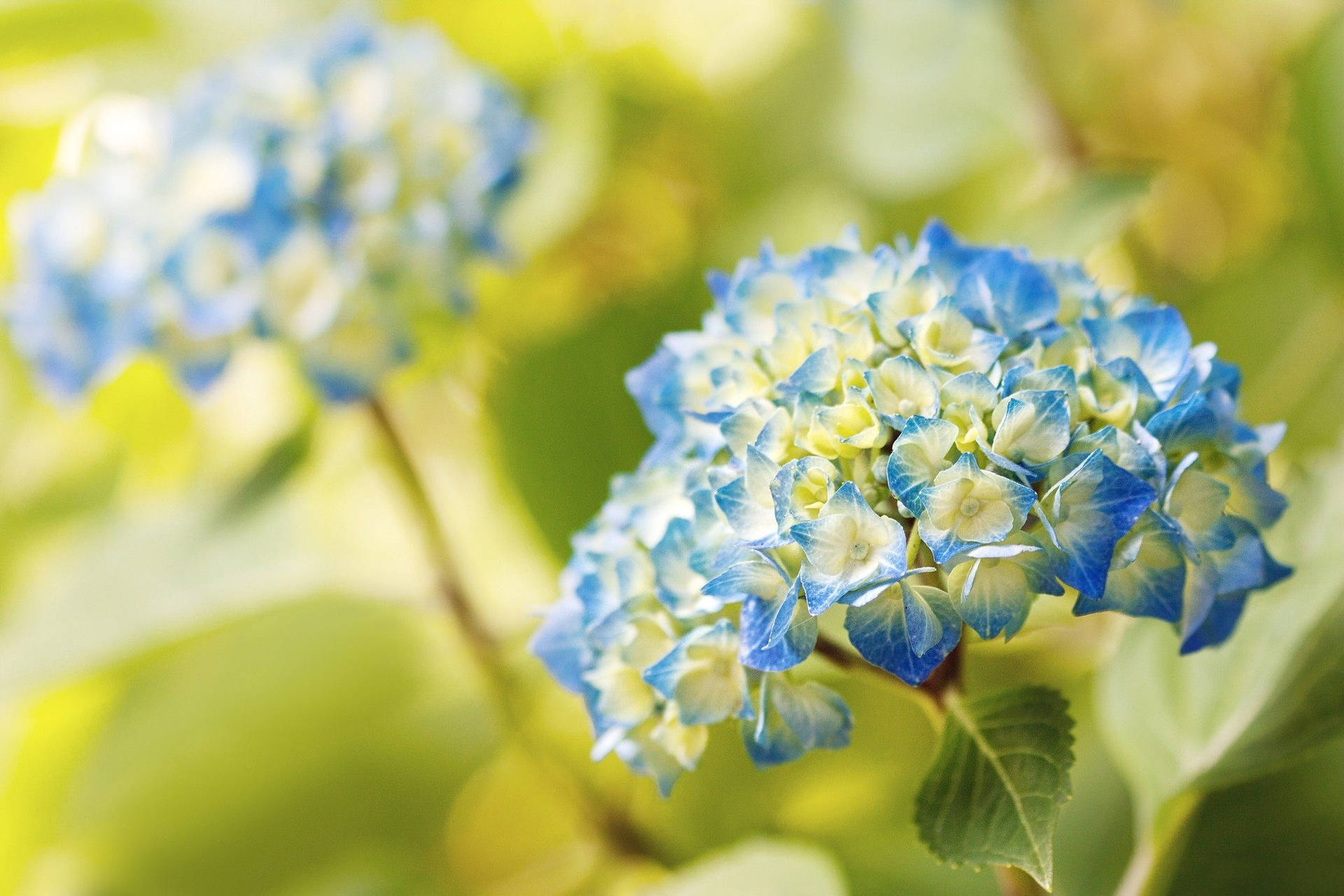 Blue Hydrangea Flowers Background