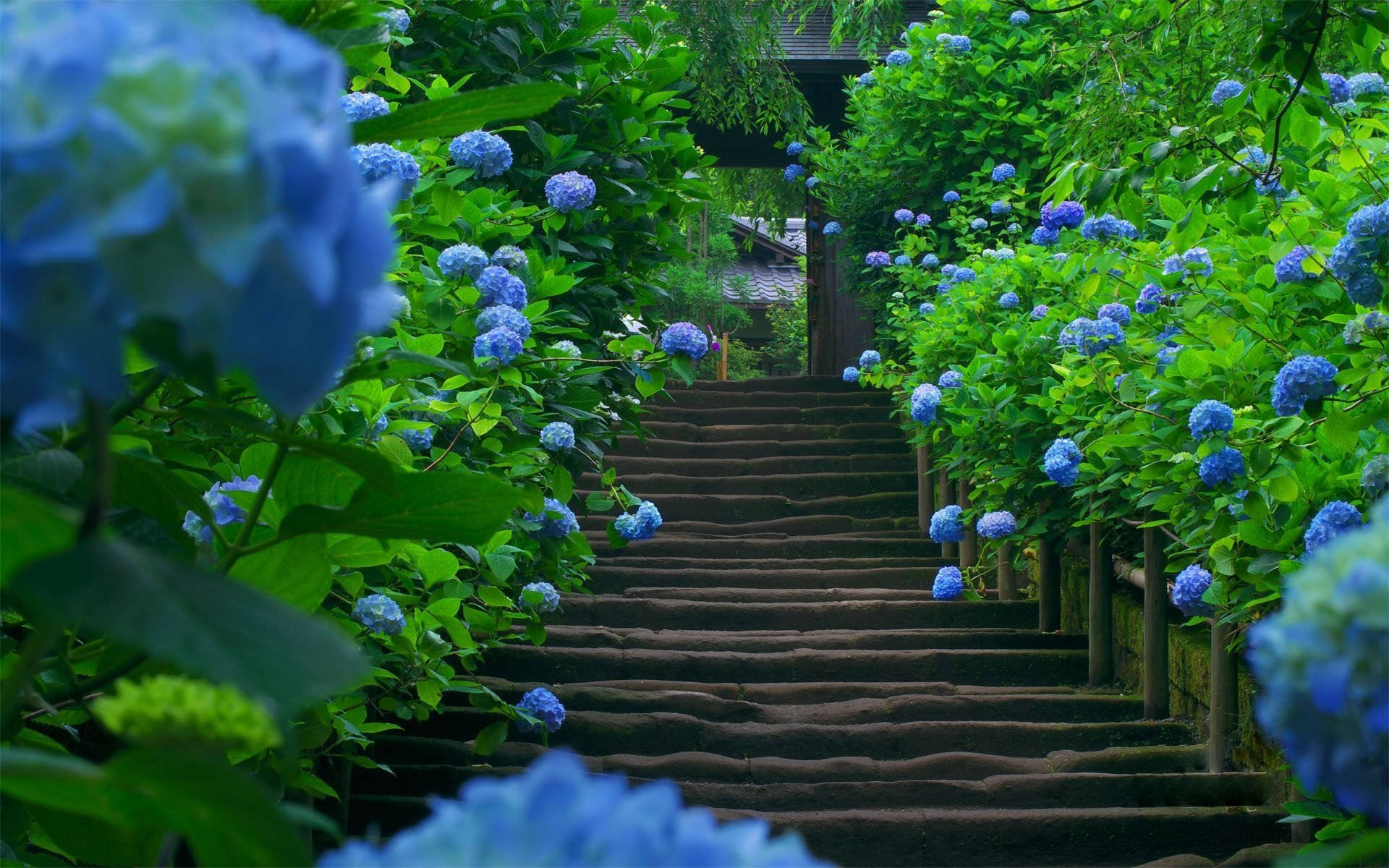 Blue Hydrangea Flowers Surrounding Stairs Background