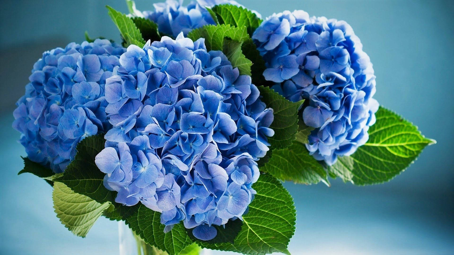 Blue Hydrangea Flowers With Leaves Background