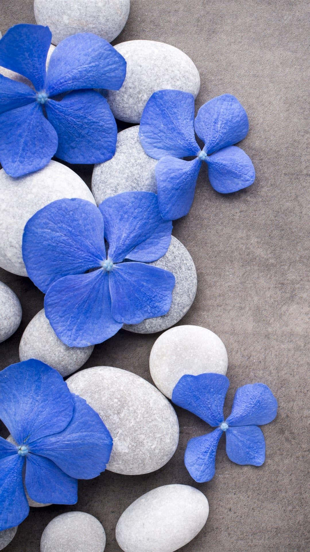 Blue Hydrangea Flowersand Spa Stones Background
