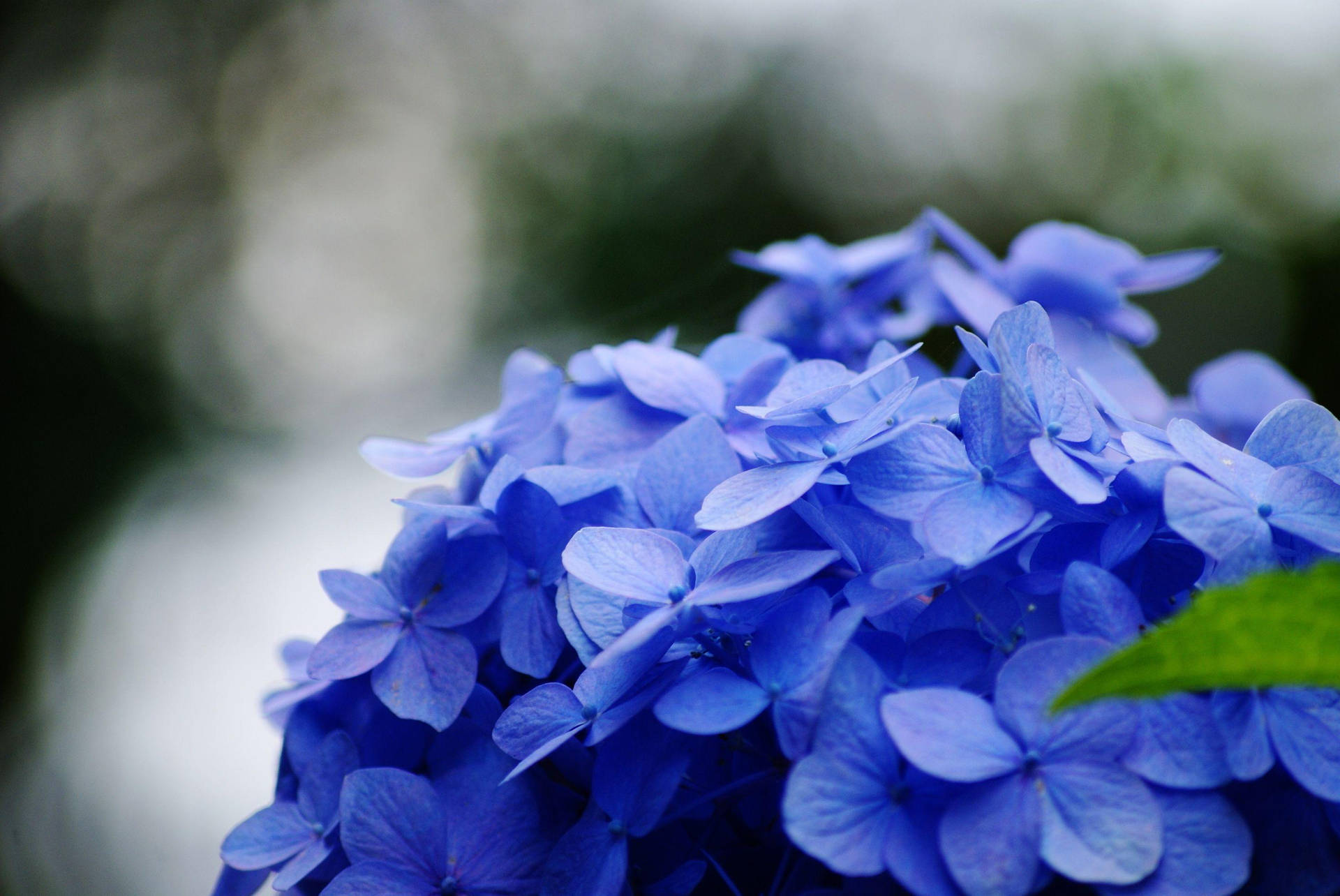 Blue Hydrangea Macro Shot Background