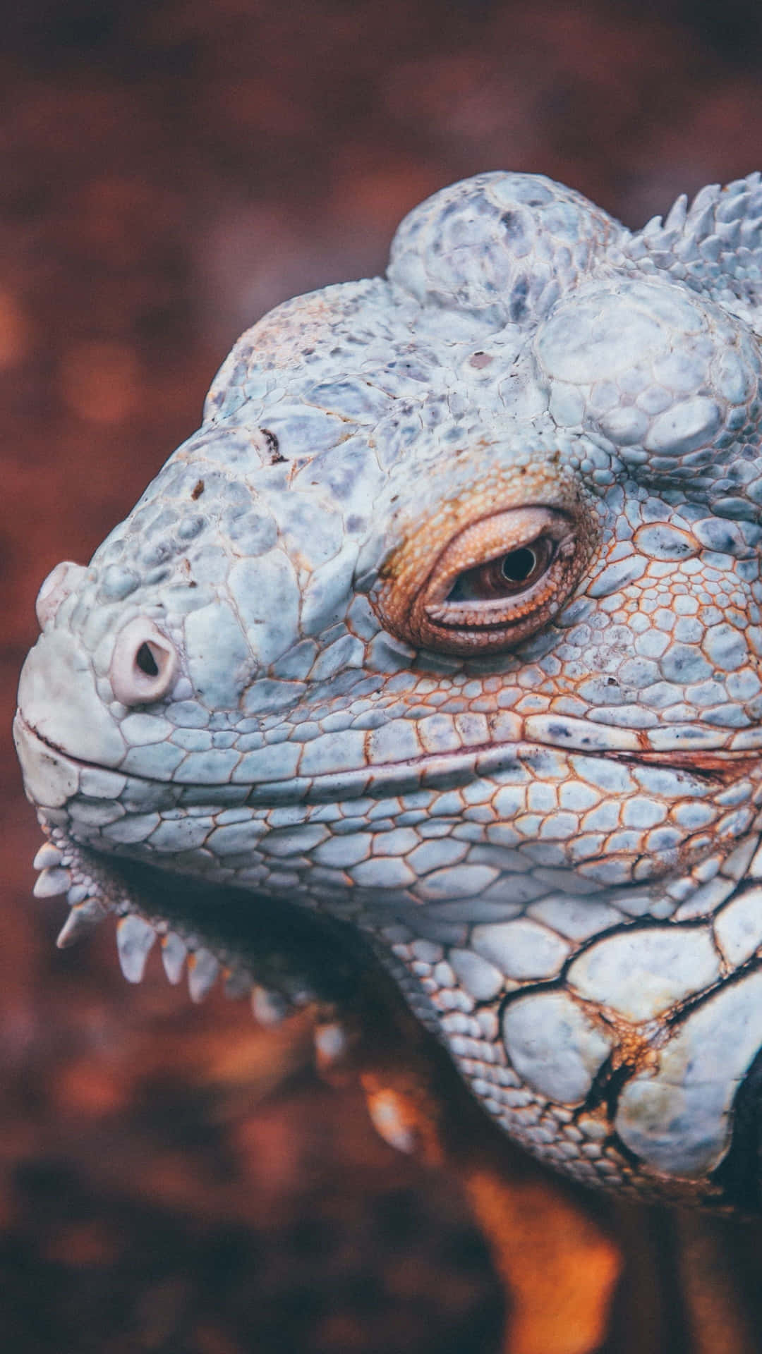 Blue Iguana Closeup Portrait