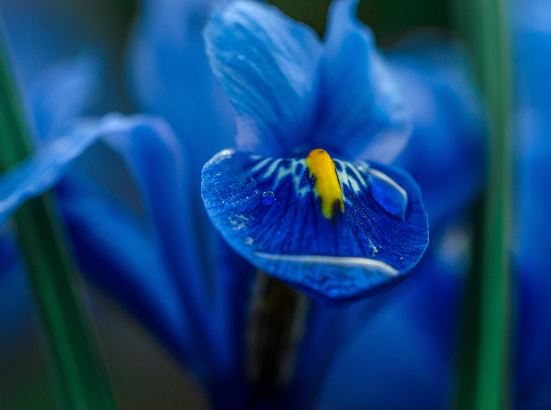 Blue Iris Flower Background