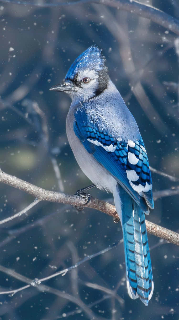 Blue Jay Bird Iphone