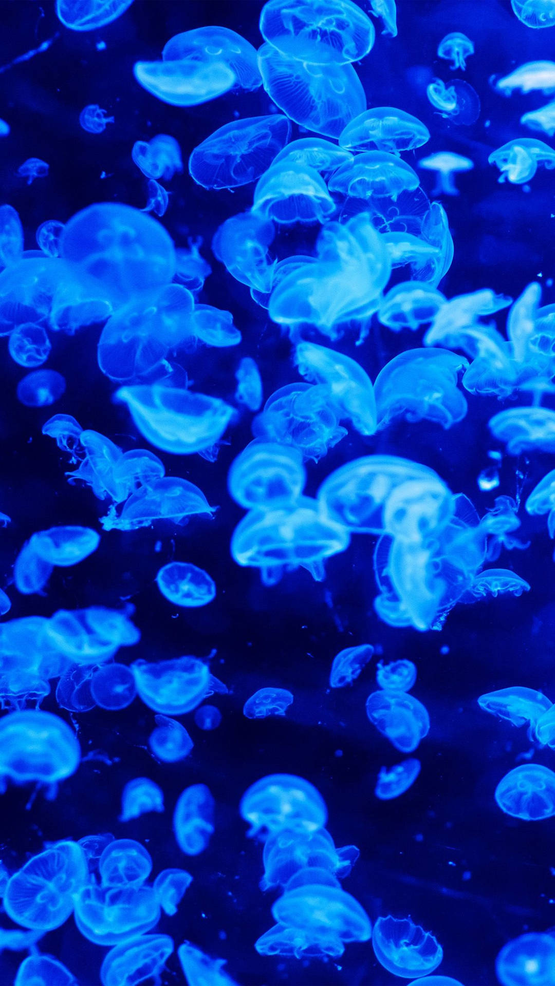 Blue Jellyfish In The Ocean Background