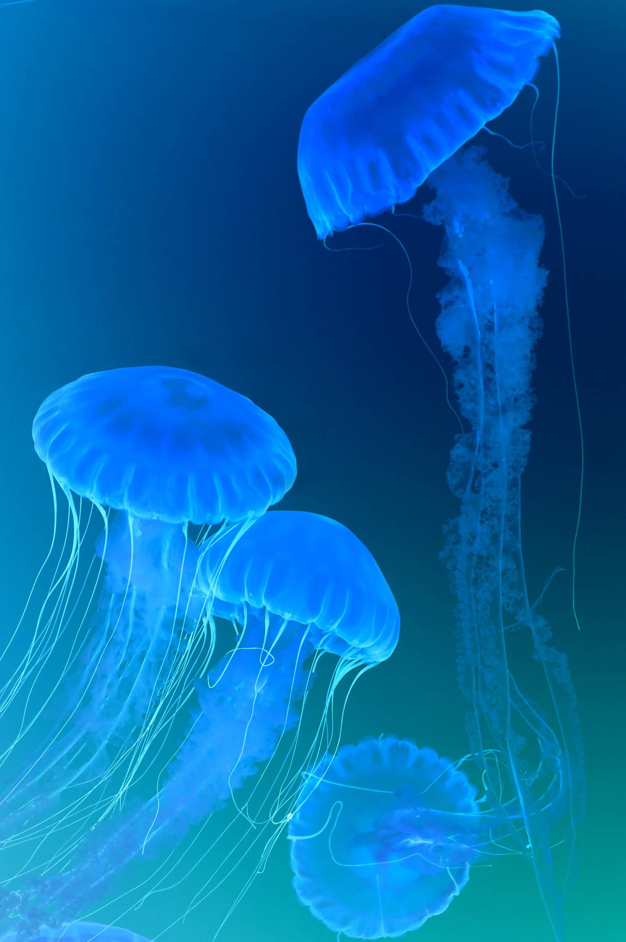 Blue Jellyfish Top Iphone Background