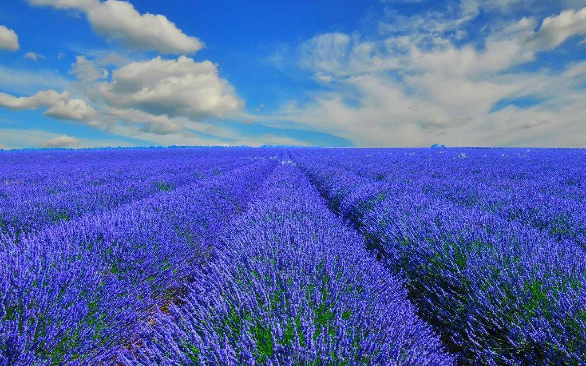 Blue Lavender Flower Field Background