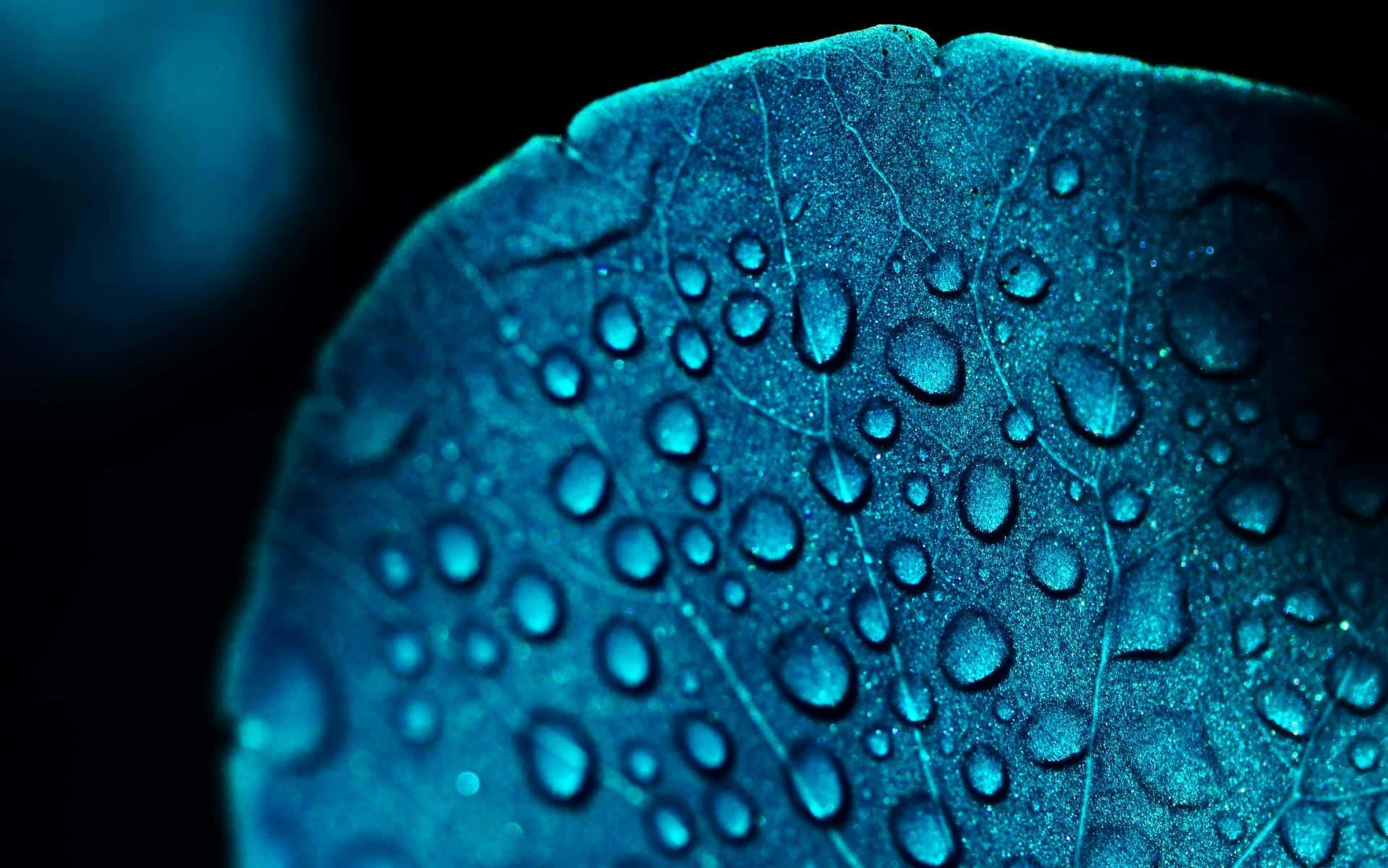 Blue Leaf Water Droplets