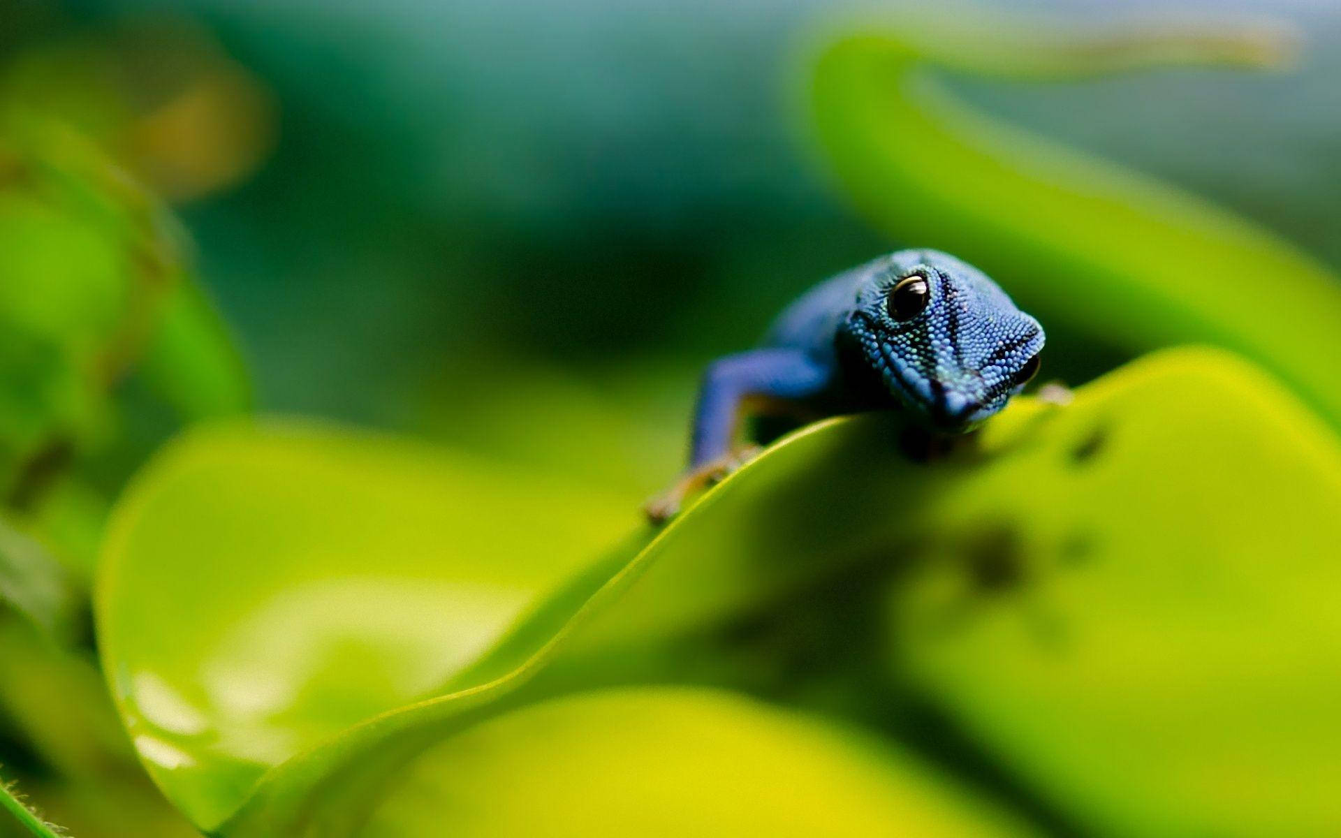 Blue Leopard Gecko On Leaf Background