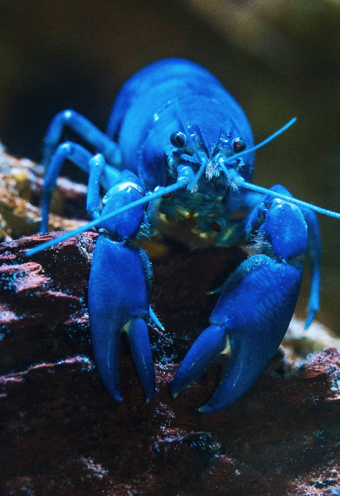 Blue Lobster On Jagged Rock Background