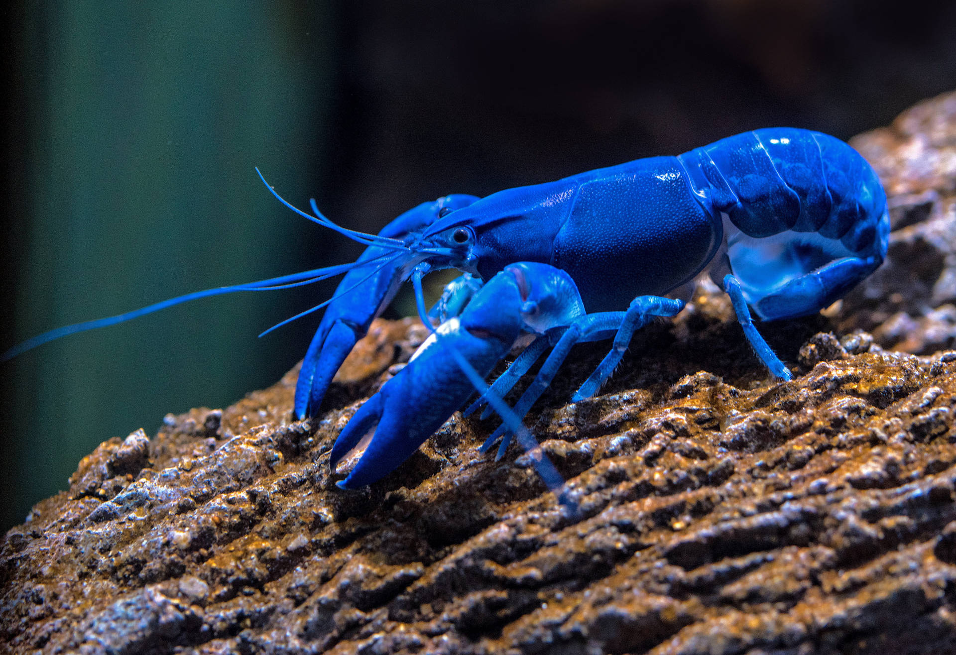Blue Lobster On Mossy Rock Background