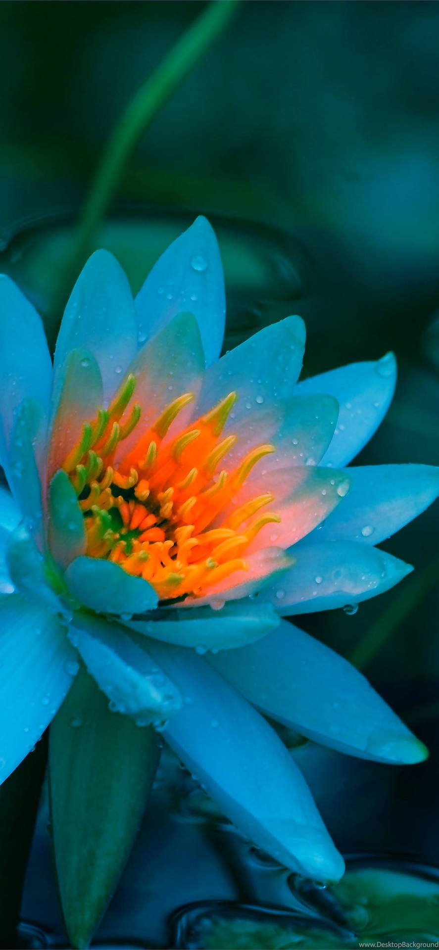 Blue Lotus Flower Background